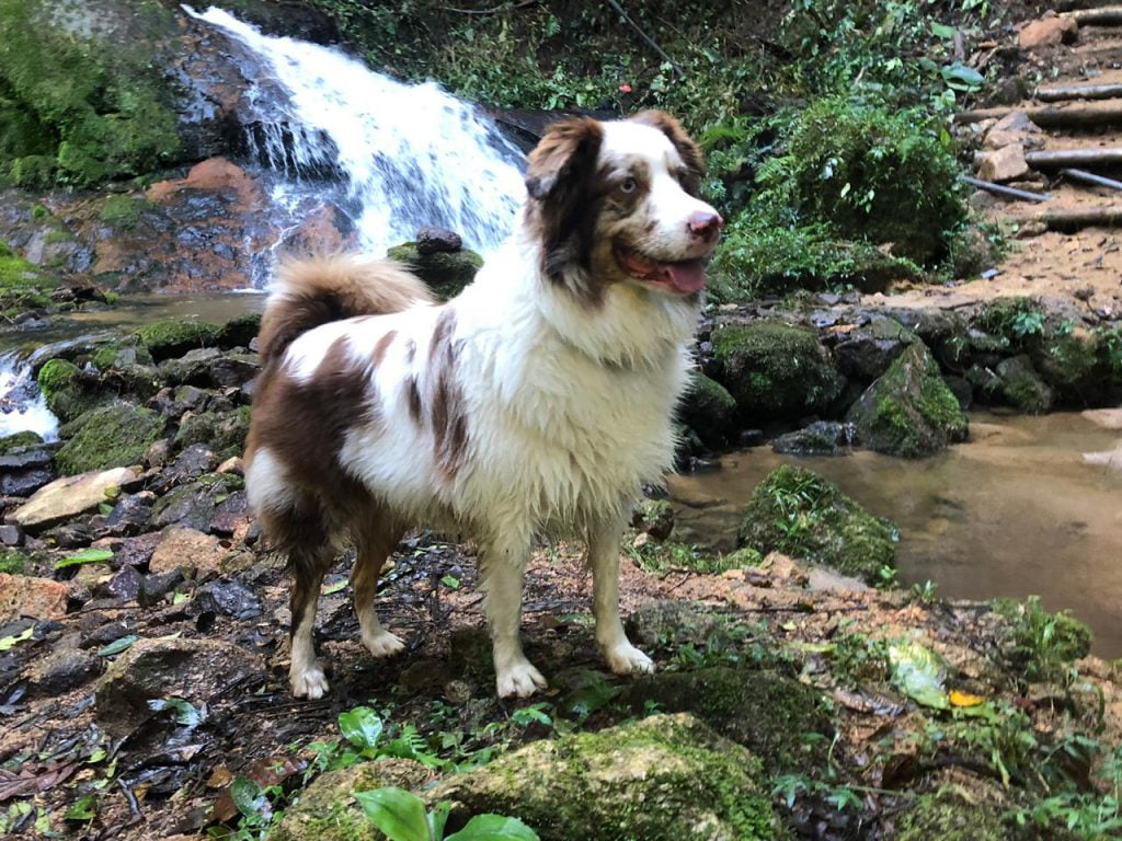 Cão em passeio na cachoeira